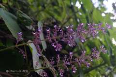 Plectranthus coleoides
